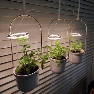 Houseplant Halo Lights - Set of 3